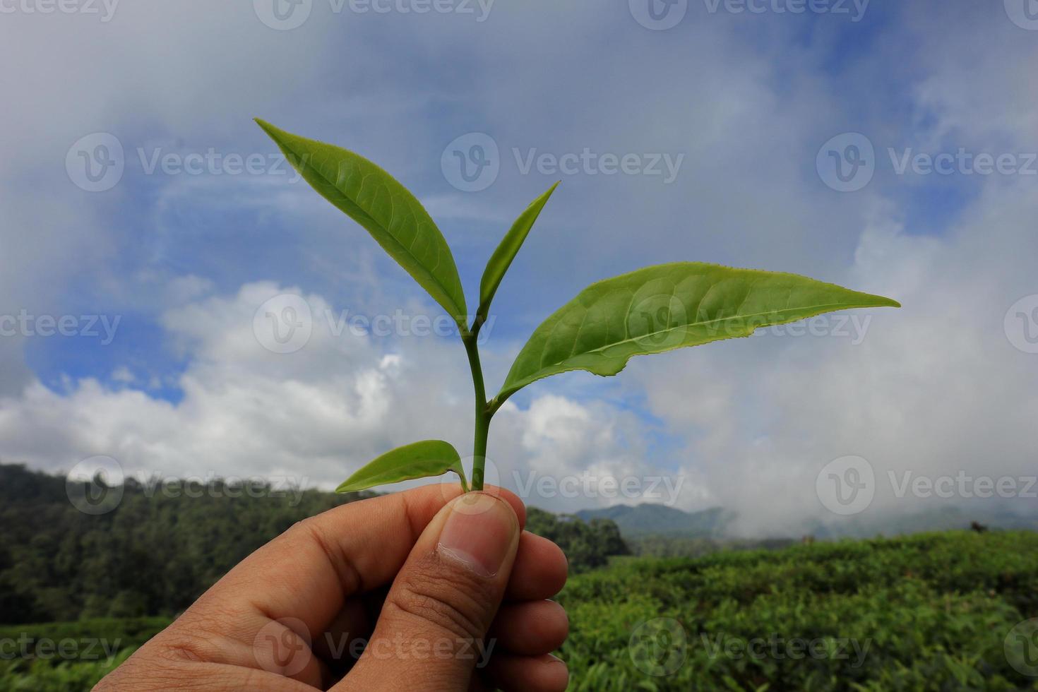 Hands with some tea in a tea fields photo