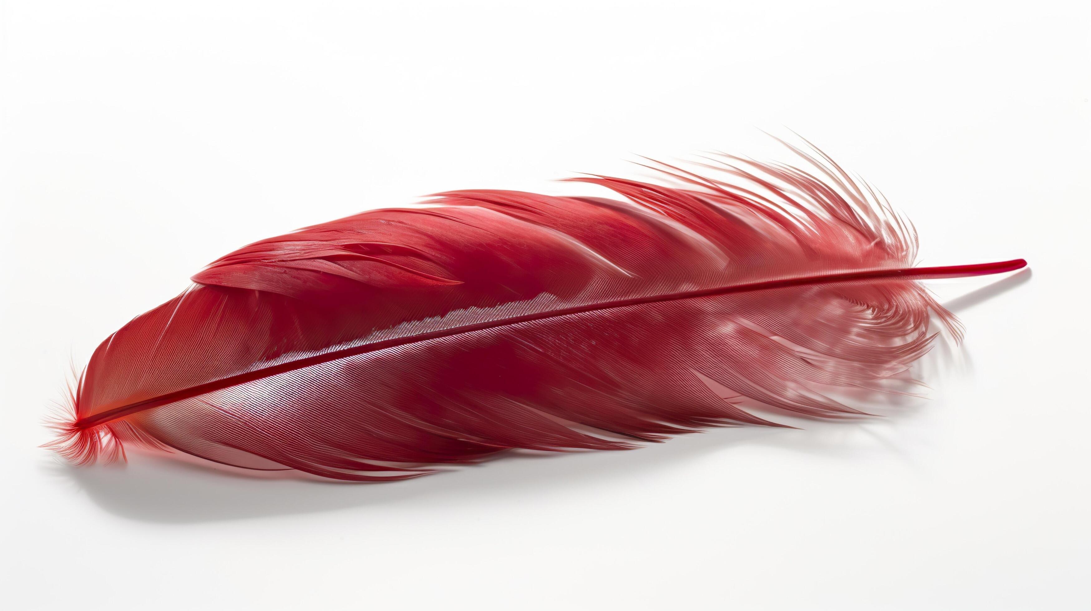 an old red feather which is drawn on a white background, in the style