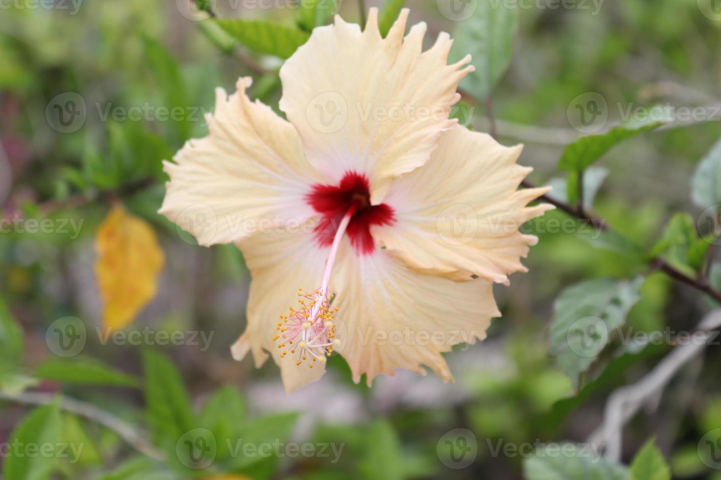 hibisco planta, amarillo color rojo centrado flor, rosemallows flor en jardín foto