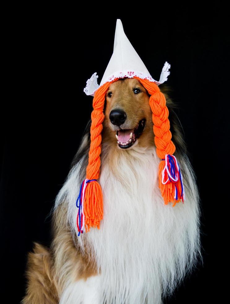 a collie dog with braids and a Dutch hat, celebrating the Koningsdag photo