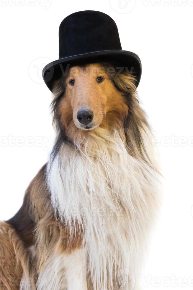 portrait of a rough collie dog with black top hat photo