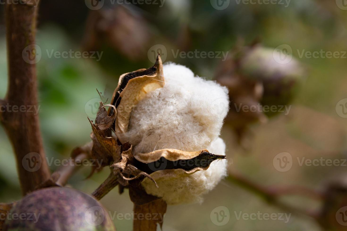 ripe cotton fruit on the plant photo