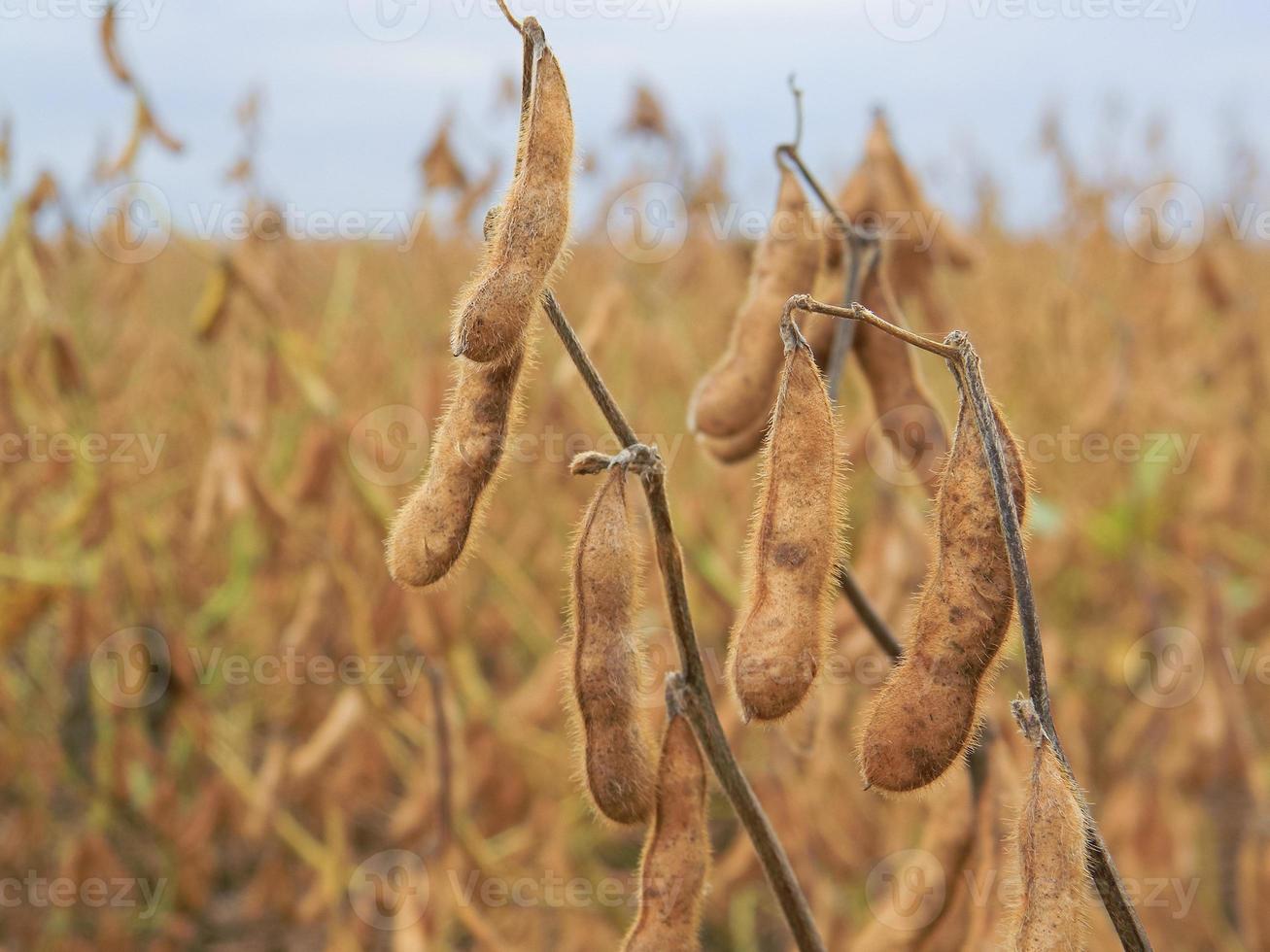 detail of the soybean pod in the plantation of the field photo