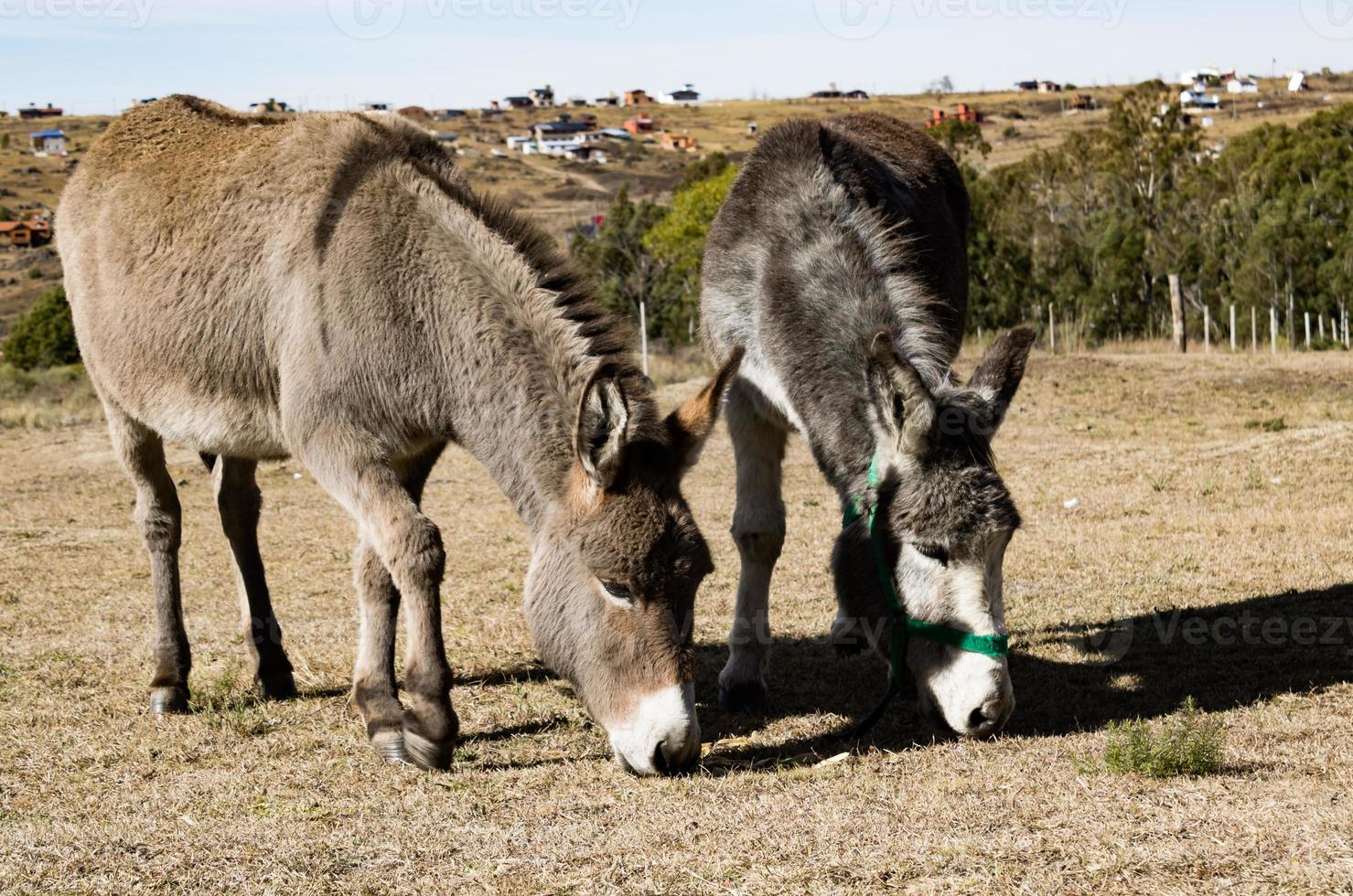 portrait of two donkeys grazing in the mountains photo