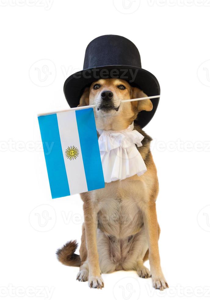 dog with black top hat, jabot and Argentine flag photo