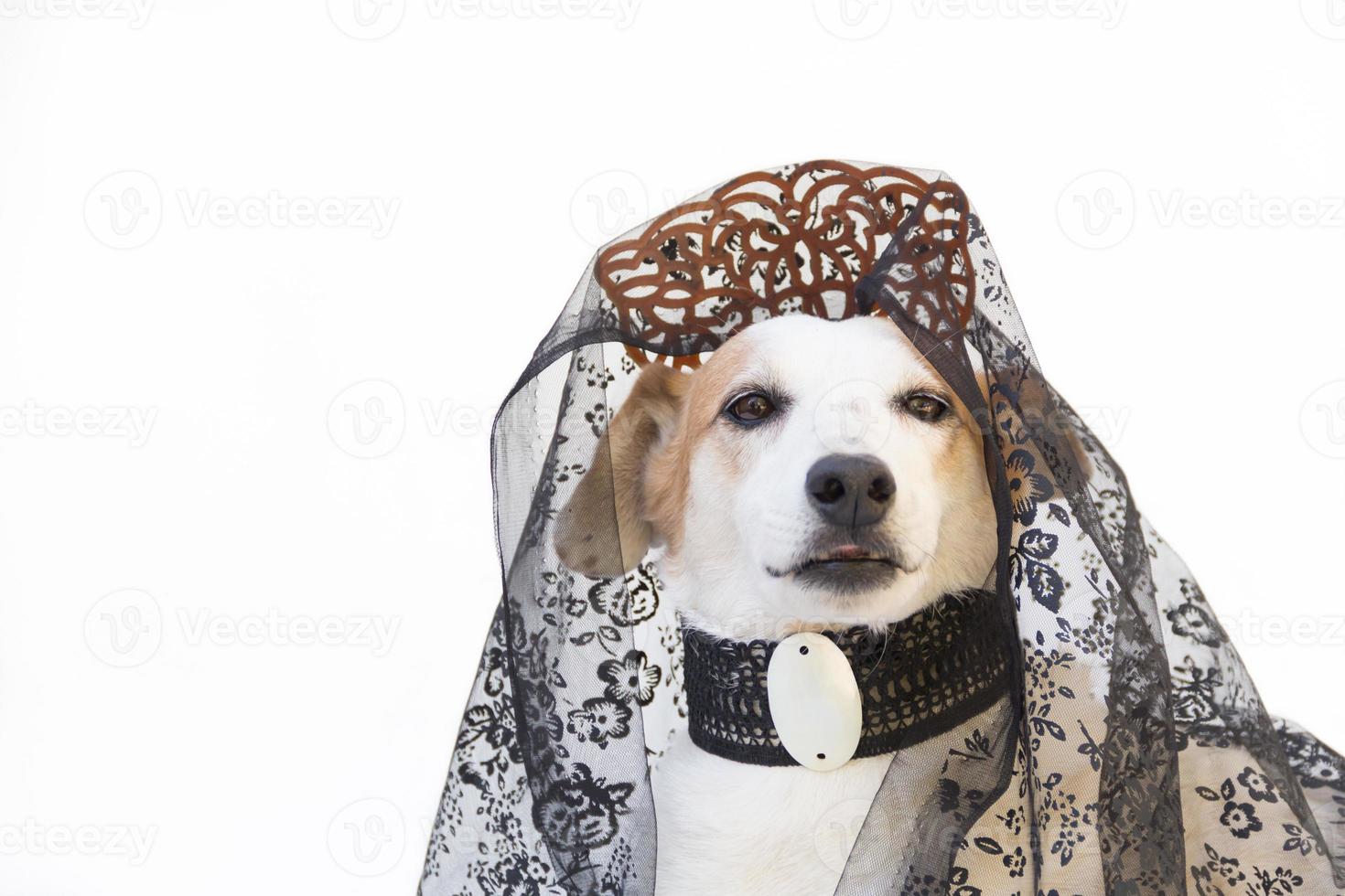 Portrait of a dog with comb and spanish mantilla, Argentine May Revolution celebration photo