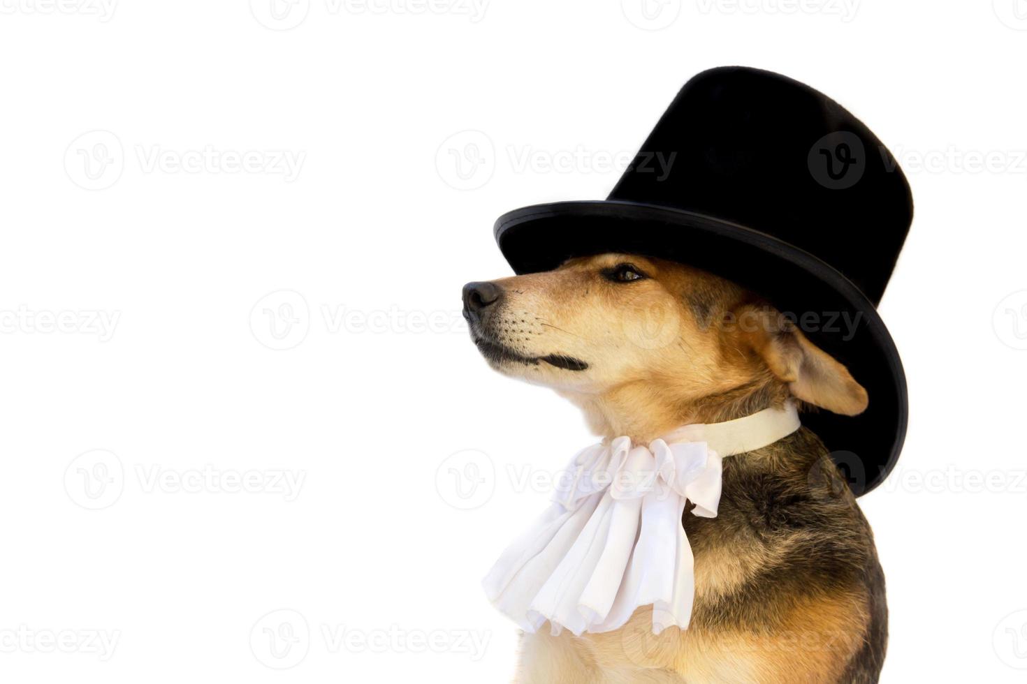 dog with black top hat , jabot on white background photo