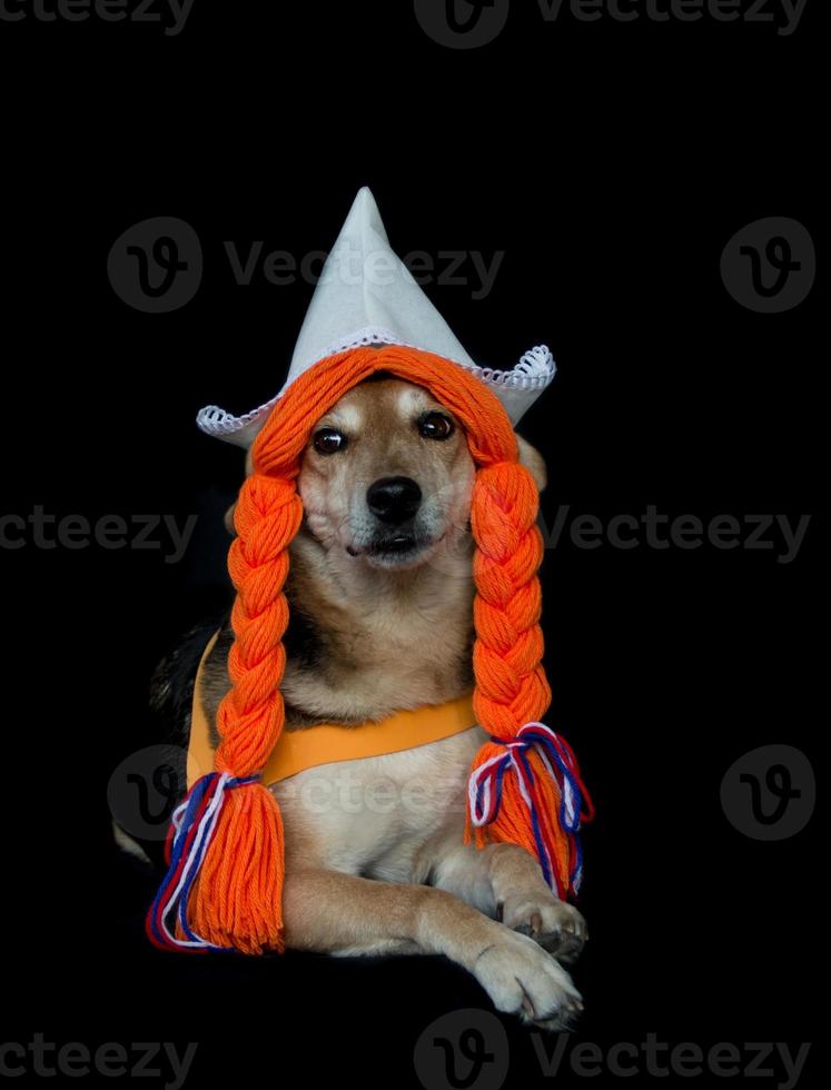 a mongrel dog with braids and a dutch hat photo