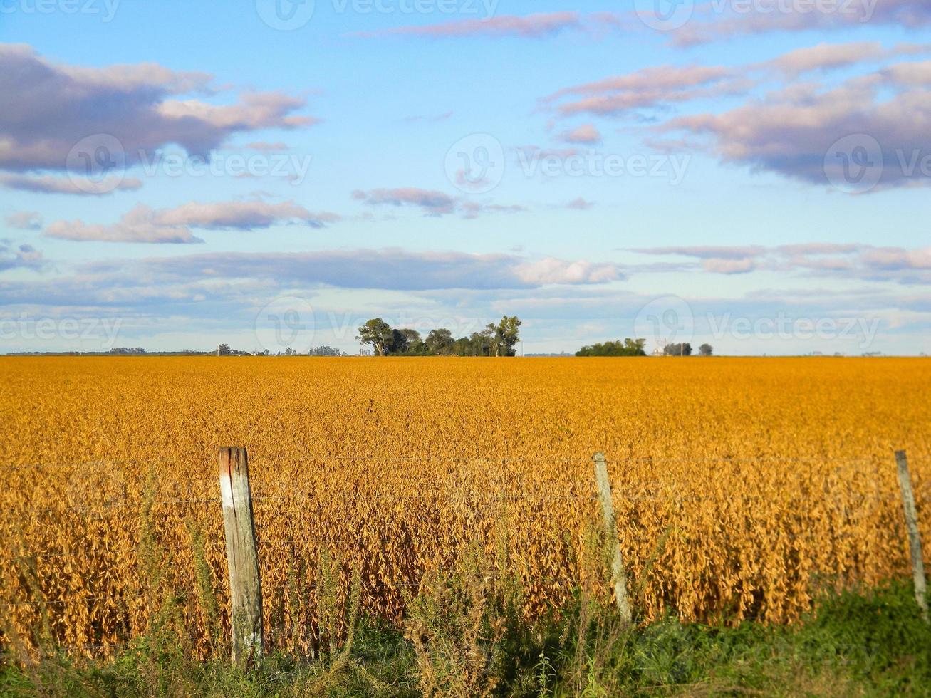 field landscape with mature soybean plantation photo