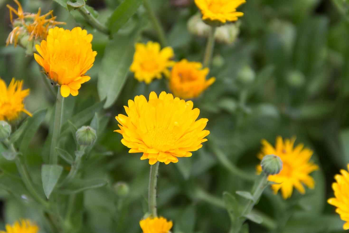 planting marigolds in the organic garden photo