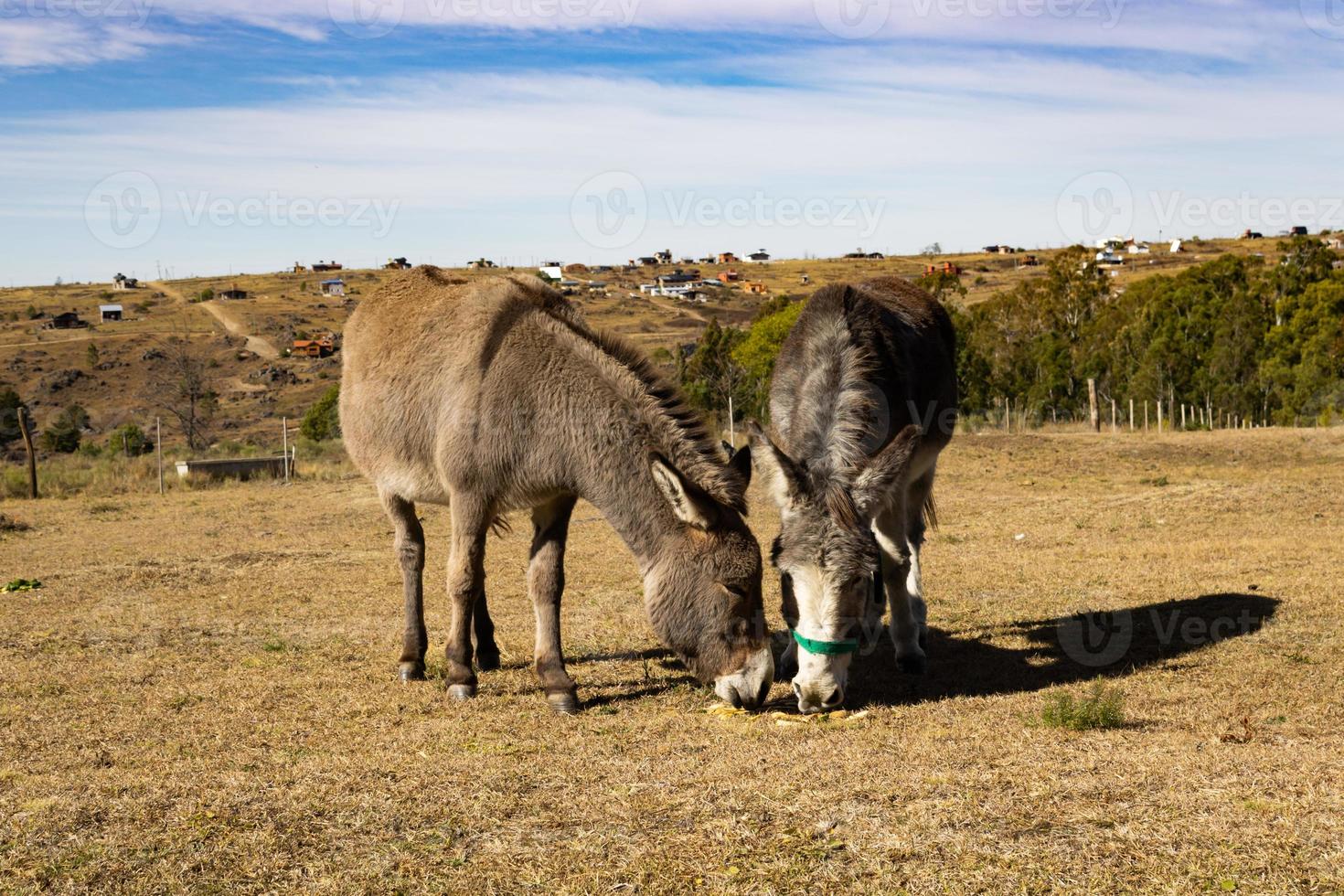 portrait of two donkeys grazing in the mountains photo