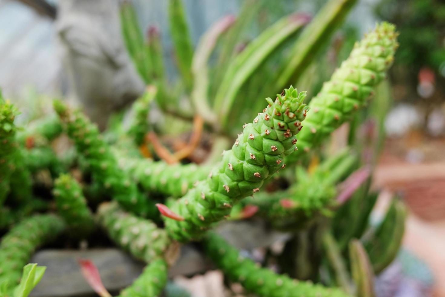 Blooming Succulent plants in clay pot decoration on the Tree stump in desert park and cactus garden photo