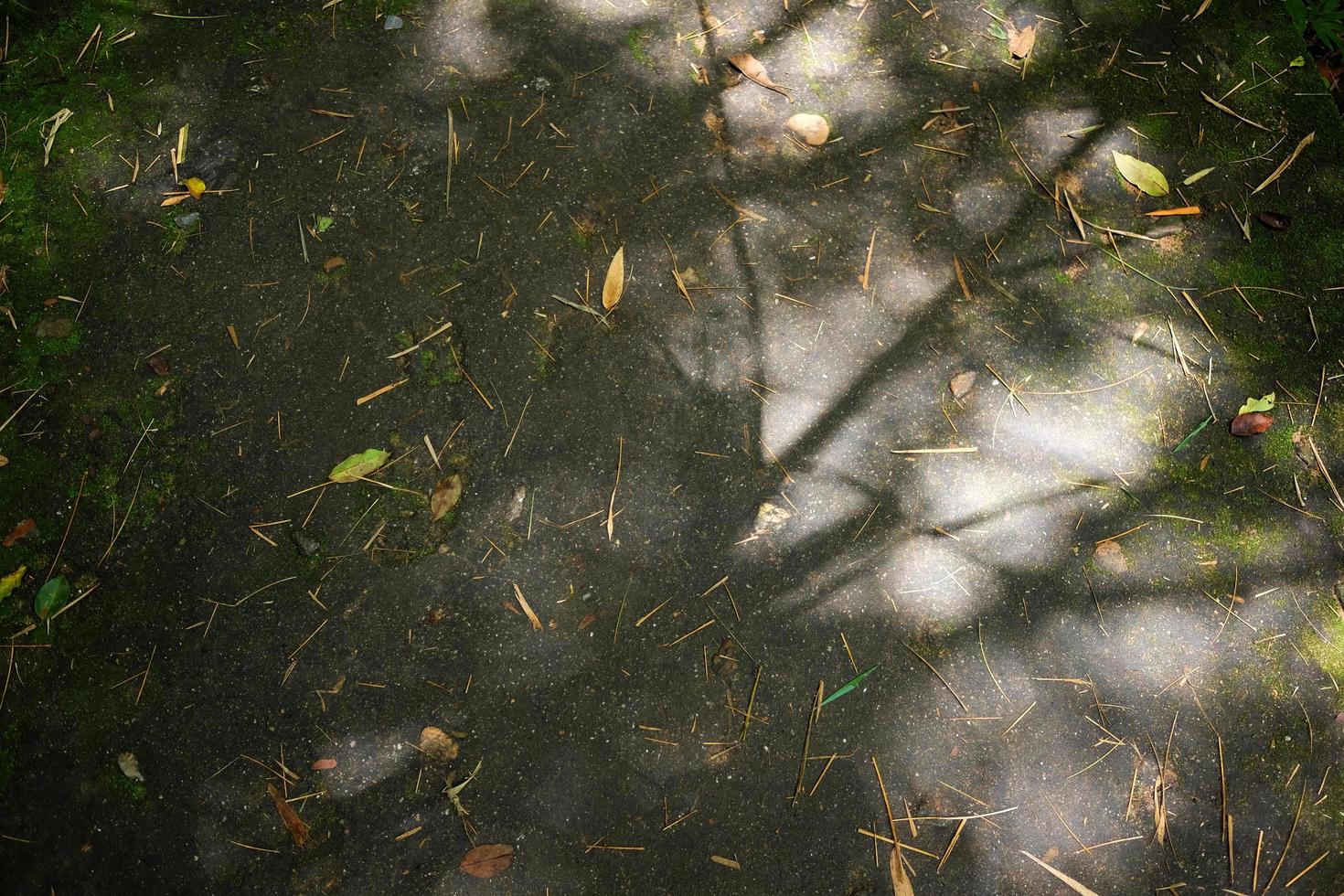 Shadow of the leaves and branches on the floor in tropical forest photo