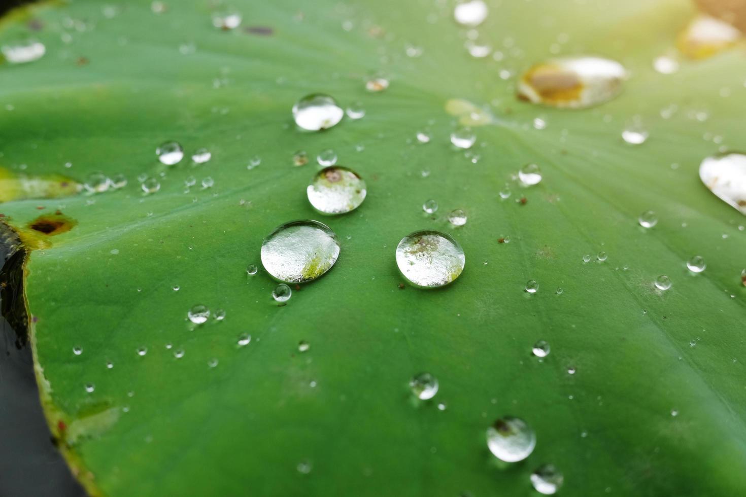 Water dew drops on Fresh lotus green leaves with sunlight in the garden photo