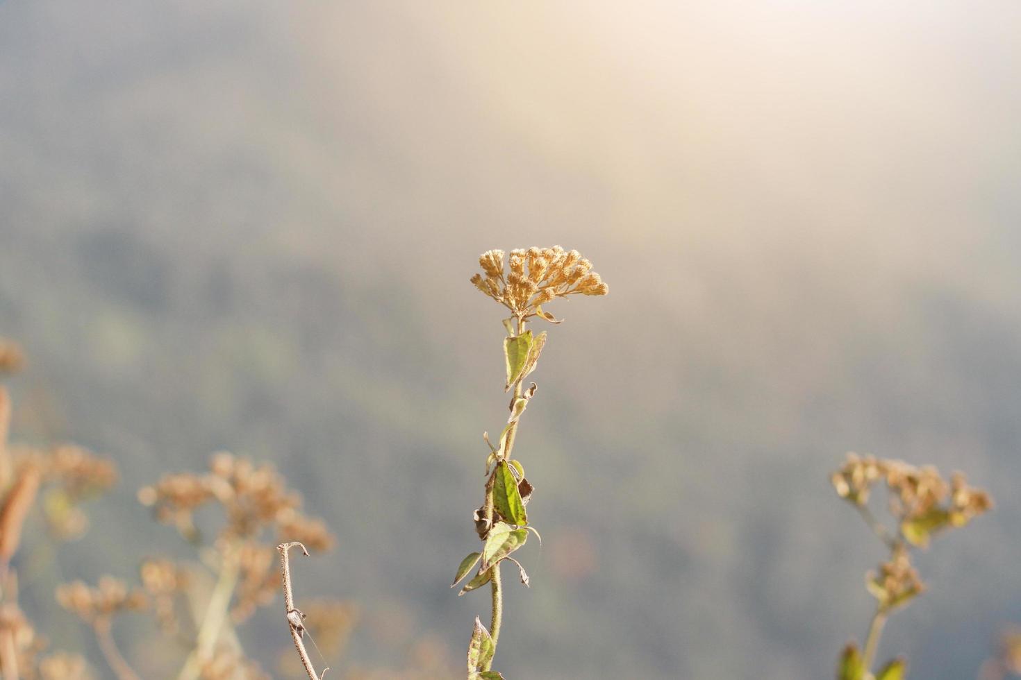 Beautiful Dry Wild flowers grass in natural sunlight on the valley mountain photo