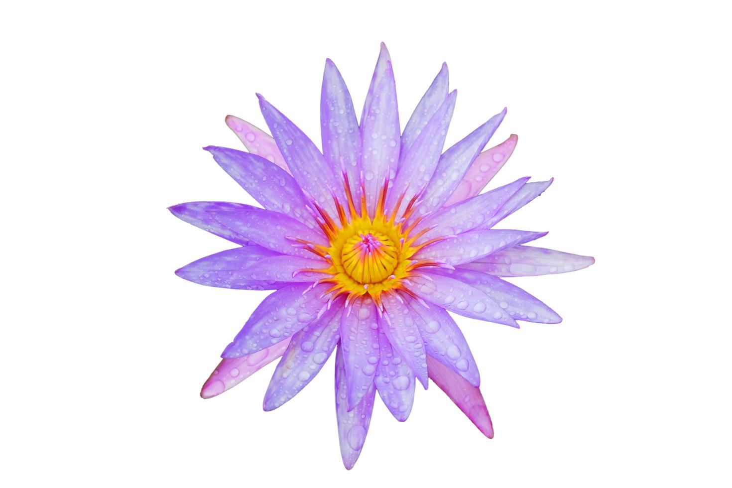Blooming Dew Drop on purple water lily or Nymphaea sp. lotus isolated on white background. photo