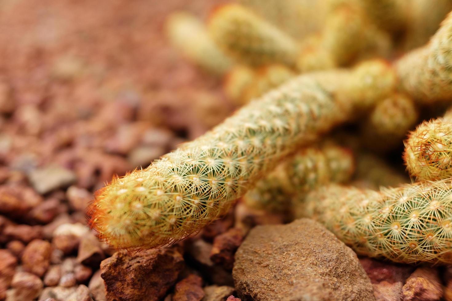 Blooming yellow flowers cactus plants in desert park and Succulent garden. Mammillaria Elongata on Brown pumice stone photo