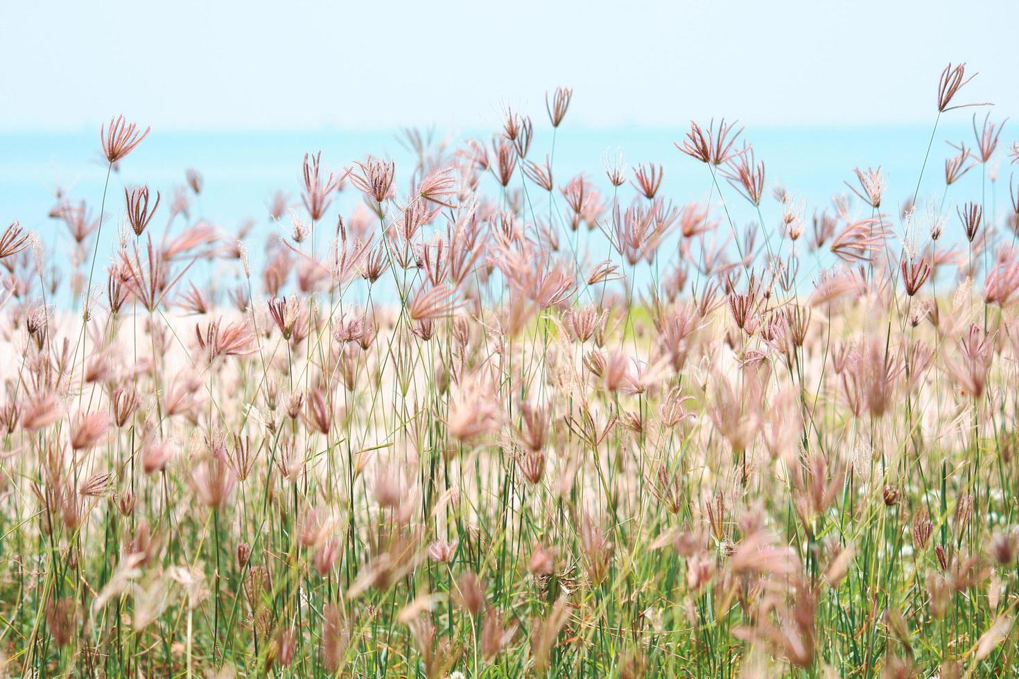 Beautiful blooming grass wild flowers fields in summertime with natural sunlight near the blue sea photo