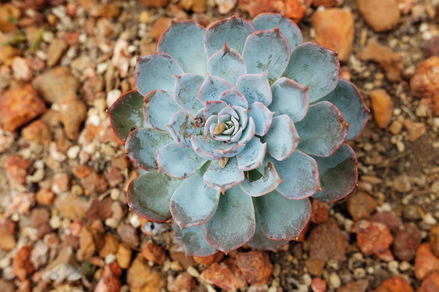 Blooming Succulent plants and green leaves ground cover in desert park and cactus garden. Flaming Katy flowers on Brown pumice stone photo