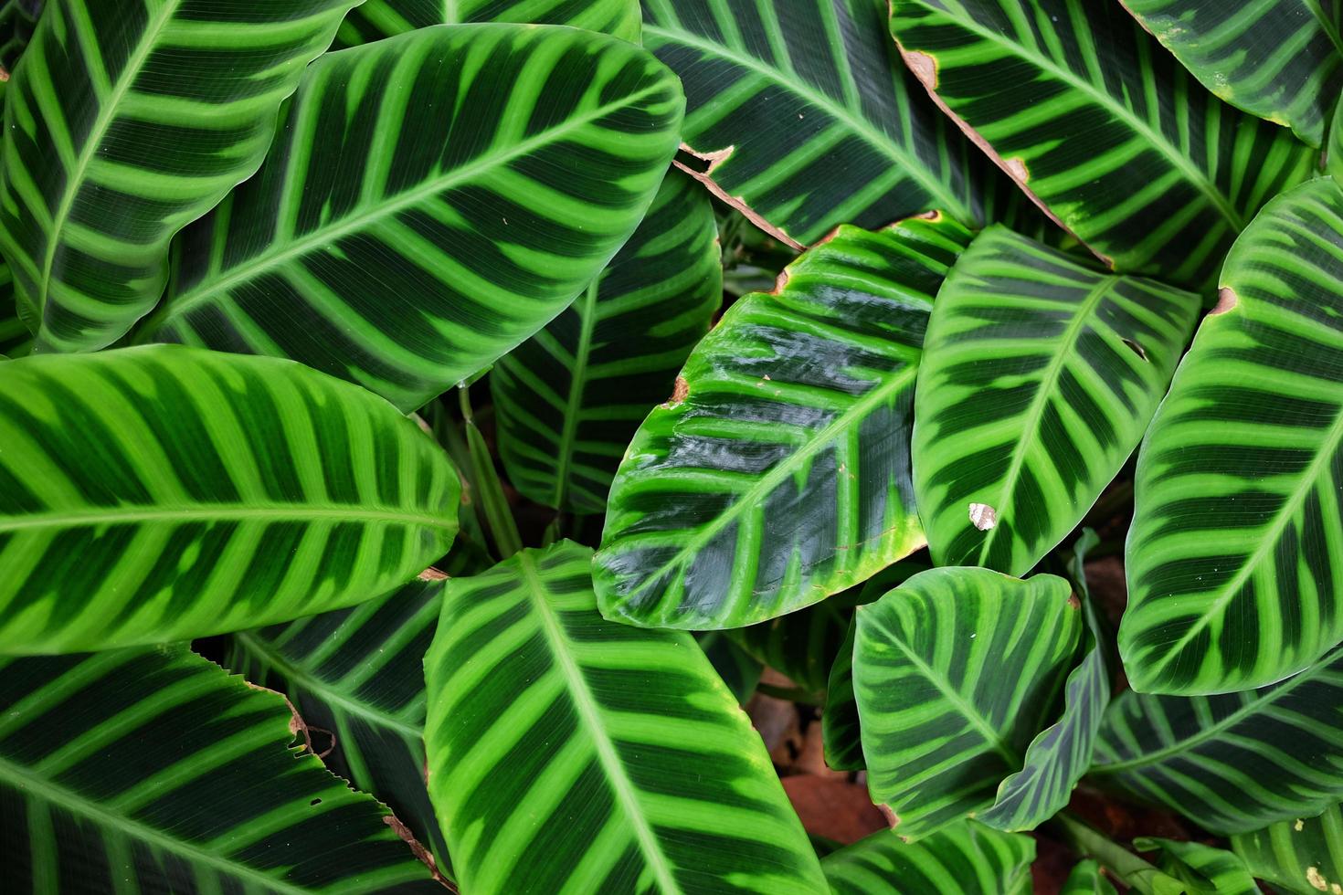 Green leaves background of Dumb Cane plant in tropical rain forest and decoration indoor trees for a happier home for help purify air photo