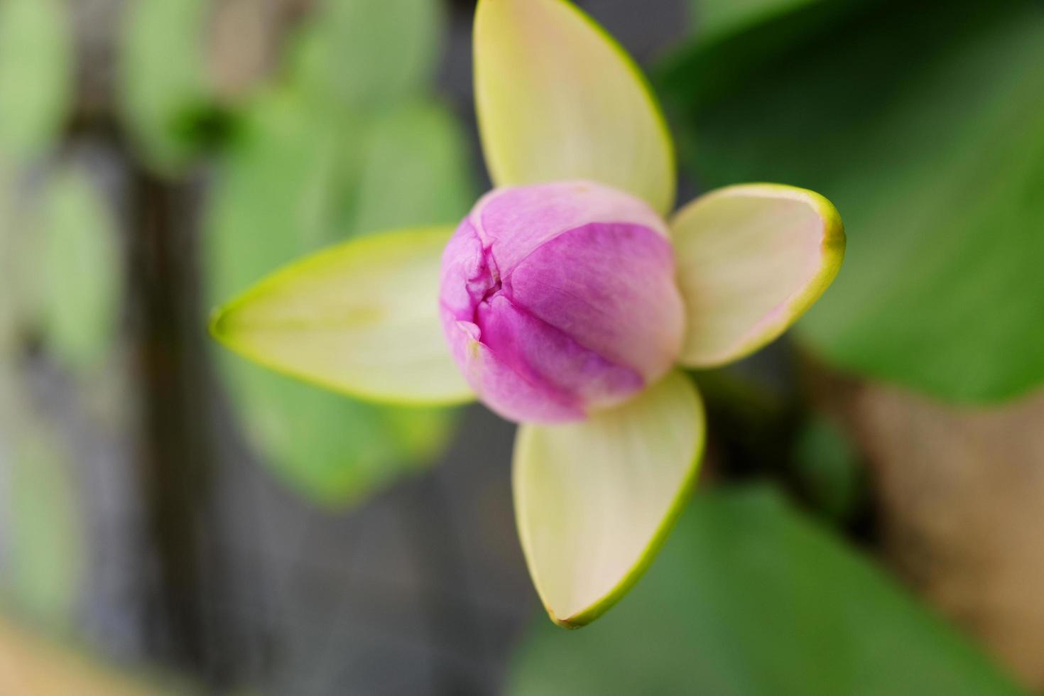 Blooming pink or purple lotus bud and green leave in water lily pond photo