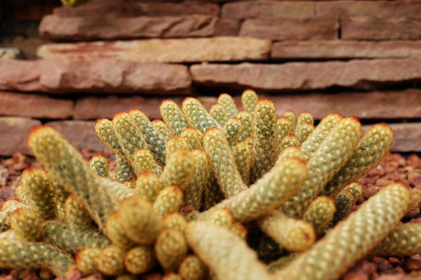 Blooming yellow flowers cactus plants in desert park and Succulent garden. Mammillaria Elongata on Brown pumice stone photo