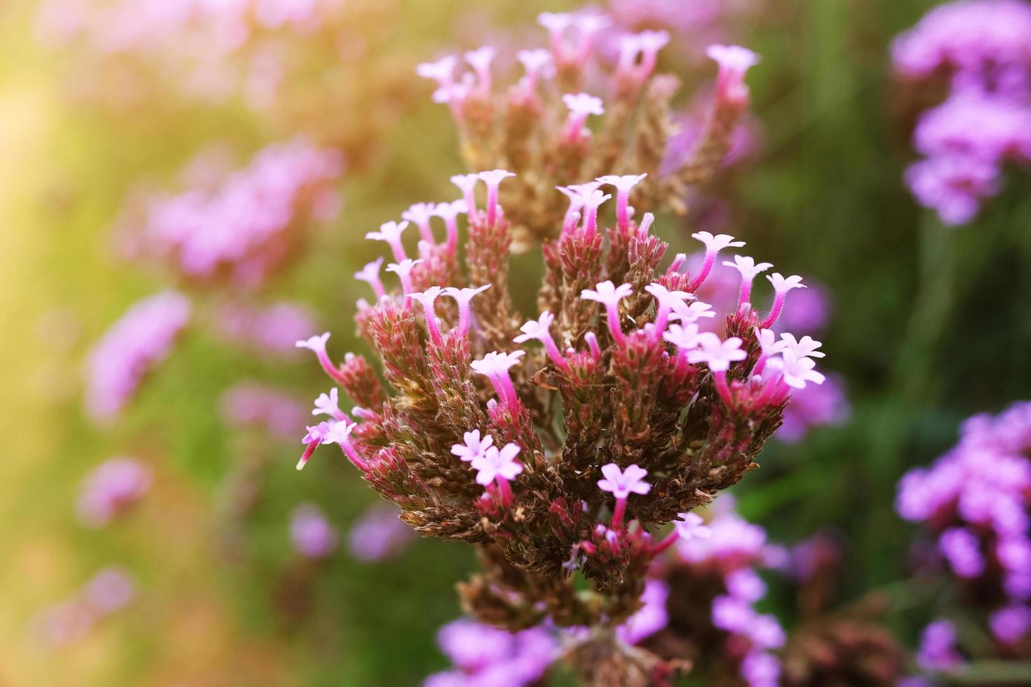 Blooming Violet verbena flowers with natural sunlight in meadow photo