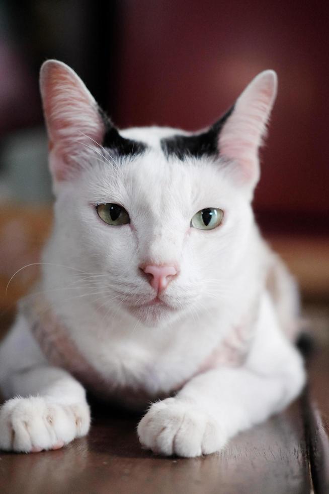 linda tailandés blanco gato disfrutar y sentado en de madera piso en casa con natural luz de sol. foto