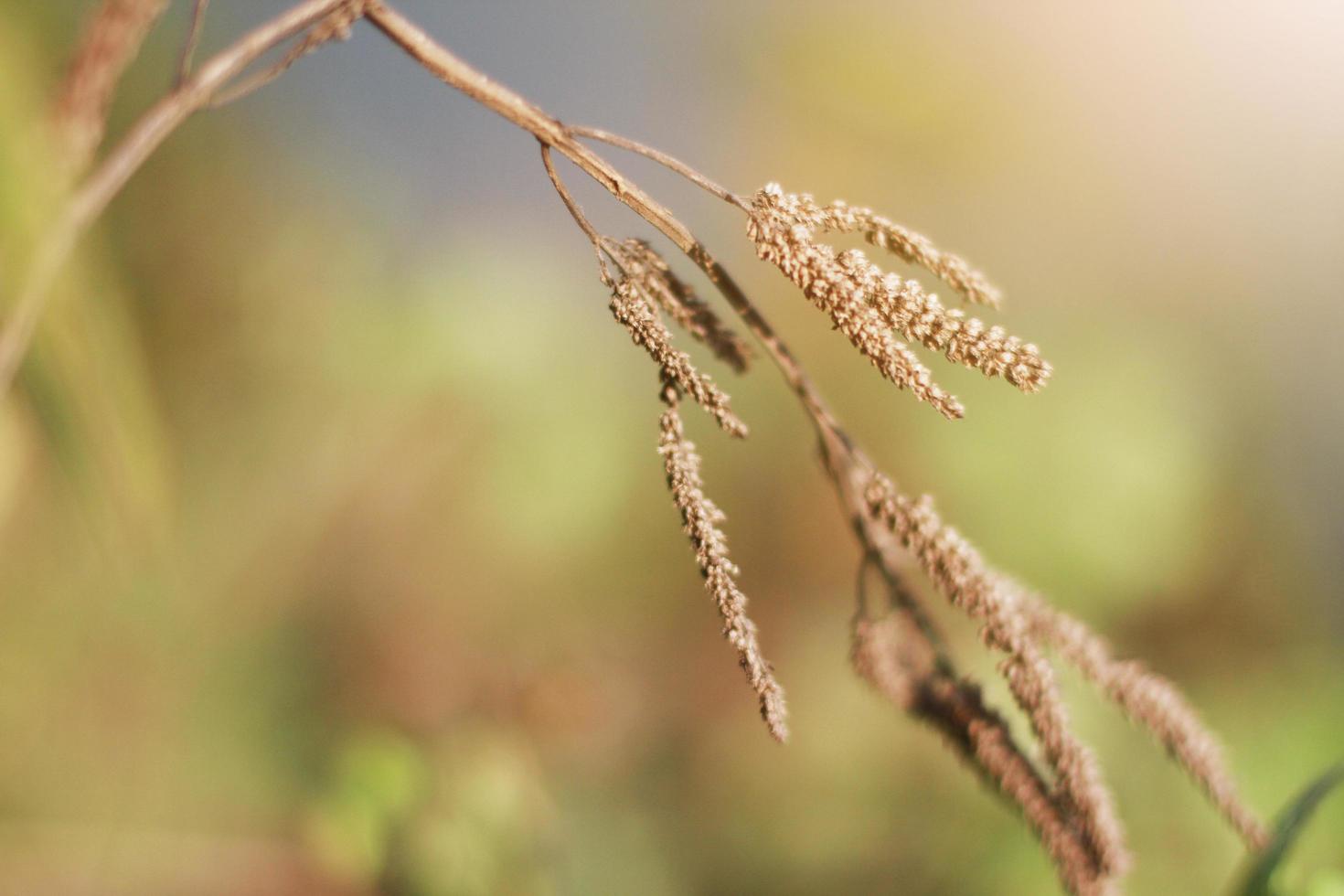 Beautiful Dry Wild flowers grass in natural sunlight on the valley mountain photo