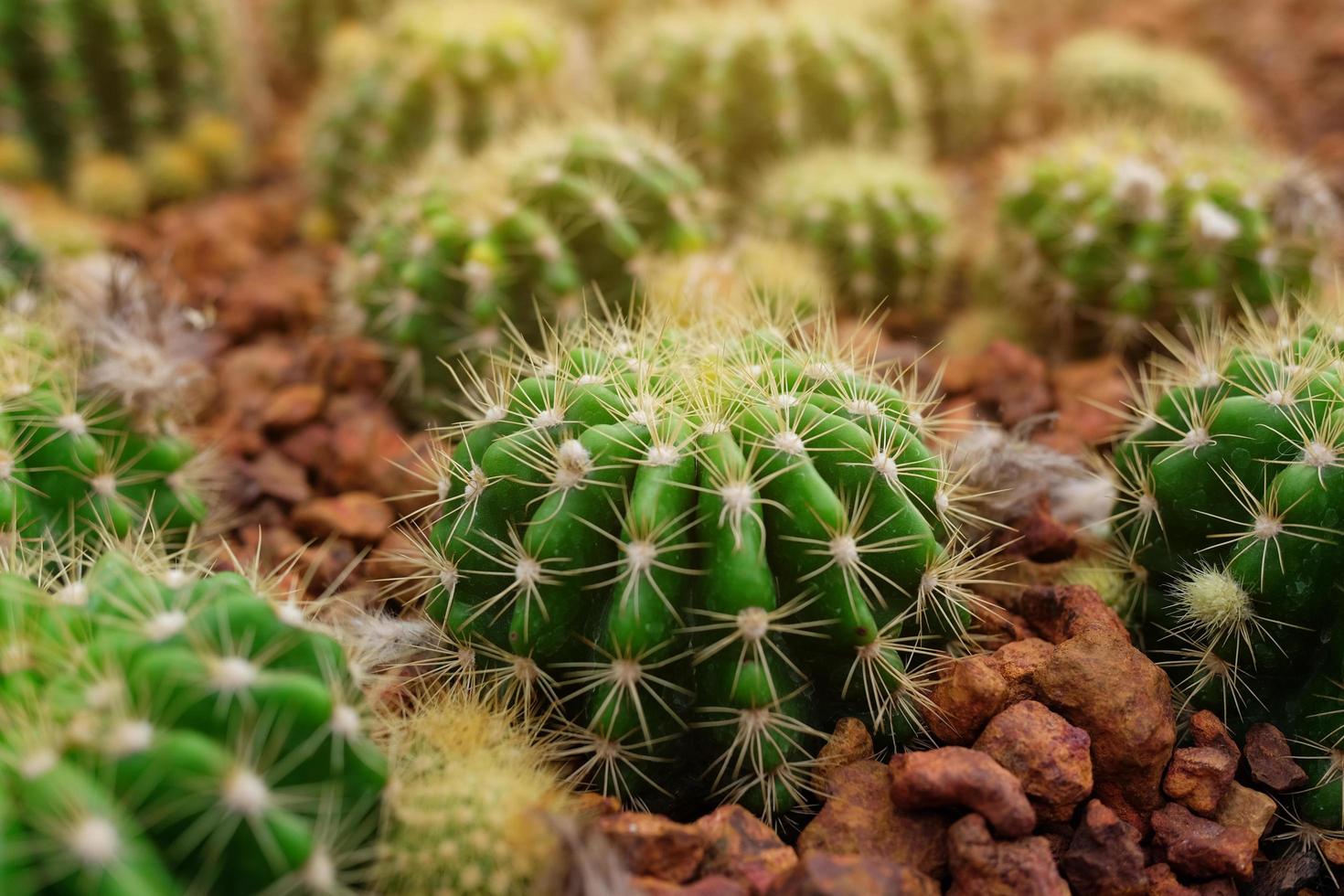 Echinopsis calochlora K. Schum green Cactus in Desert plants Garden photo