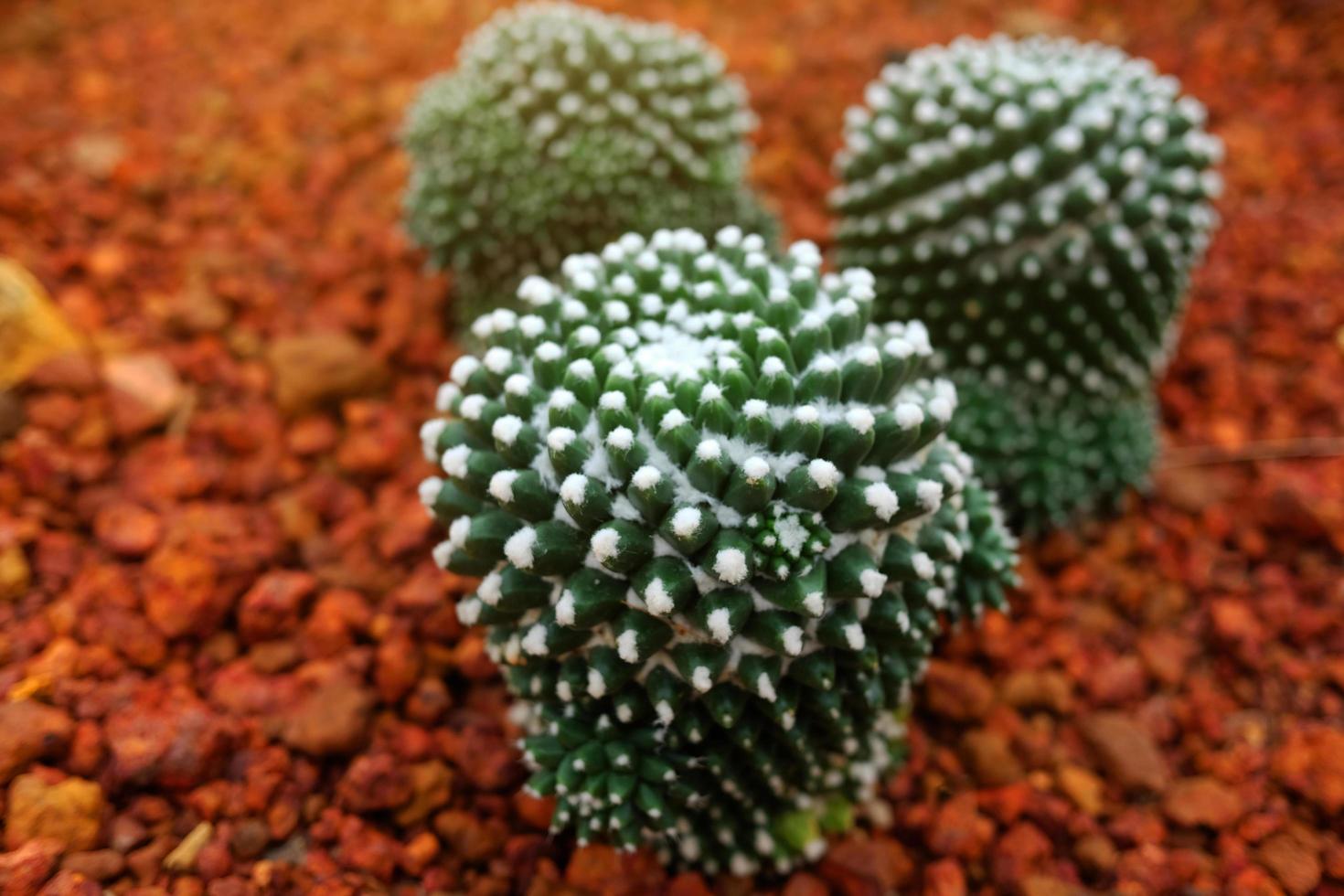 Blooming cactus plants in desert park and Succulent garden. Mammillaria Bucareliensis Cactaceae on Brown pumice stone photo