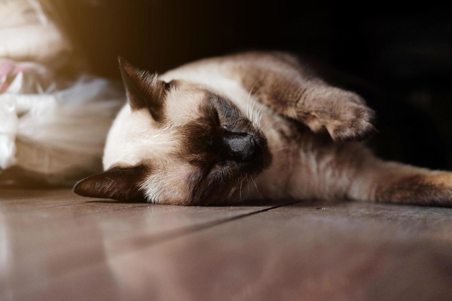 siamés gato disfrutar y dormido en de madera piso en casa con natural luz de sol. foto