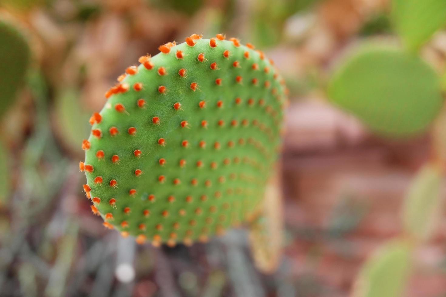 Blooming cactus plants in desert park and Succulent garden. Opuntia Microdasys on Brown pumice stone photo