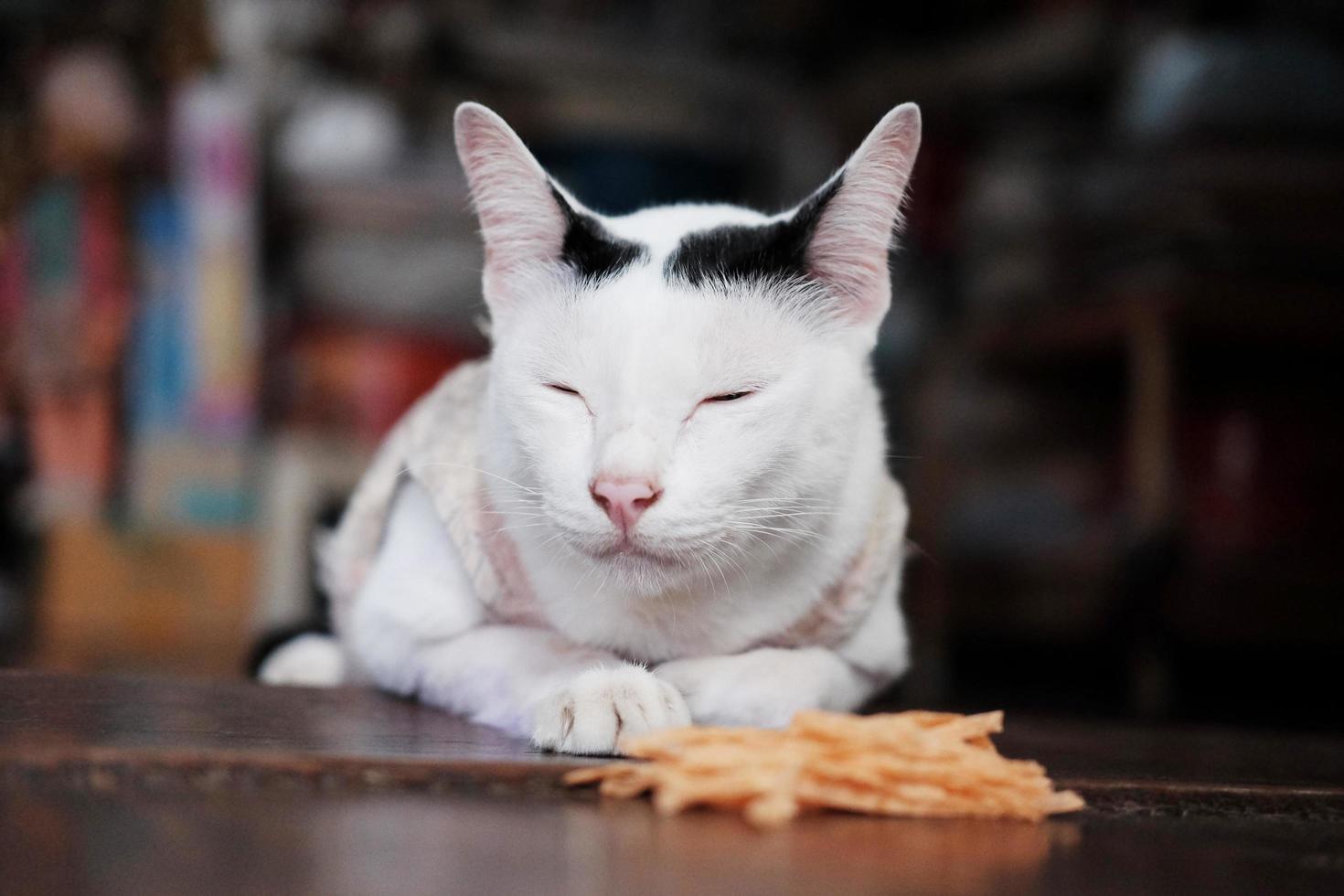 Cute Thai White cat enjoy food and sitting on wooden floor in house with natural sunlight. photo