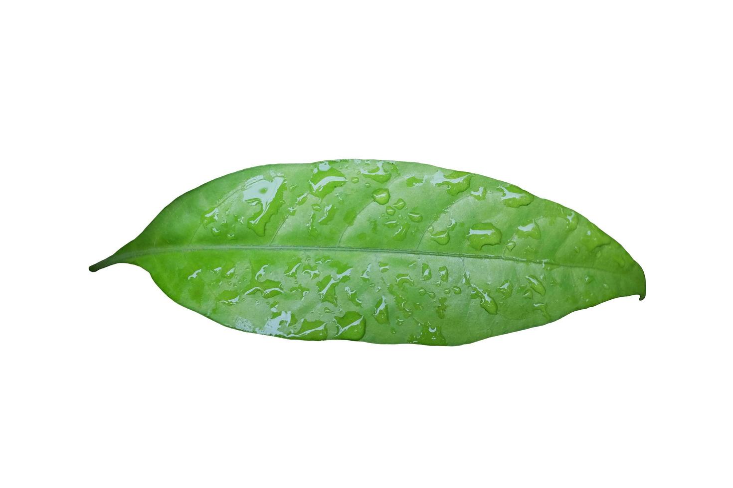 Fresh water dew drops on green leaves isolated on white background photo