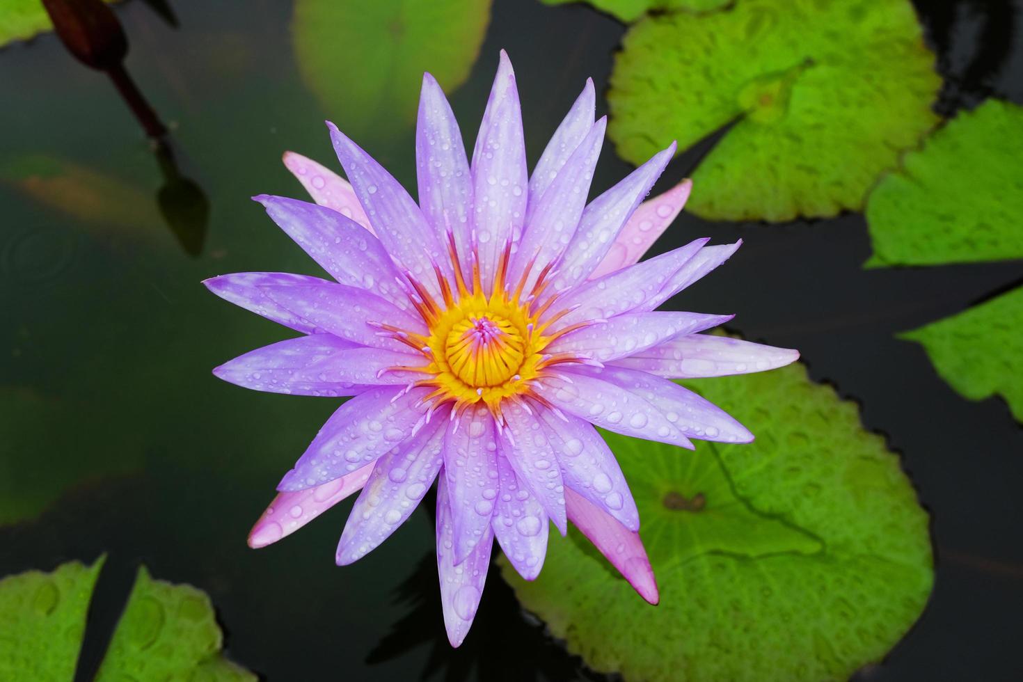 Water dew drop on Blooming Pink Water lily Nymphaea stellata Willd float in tranquil river garden. Tropical Purple lotus flowers in pond. photo