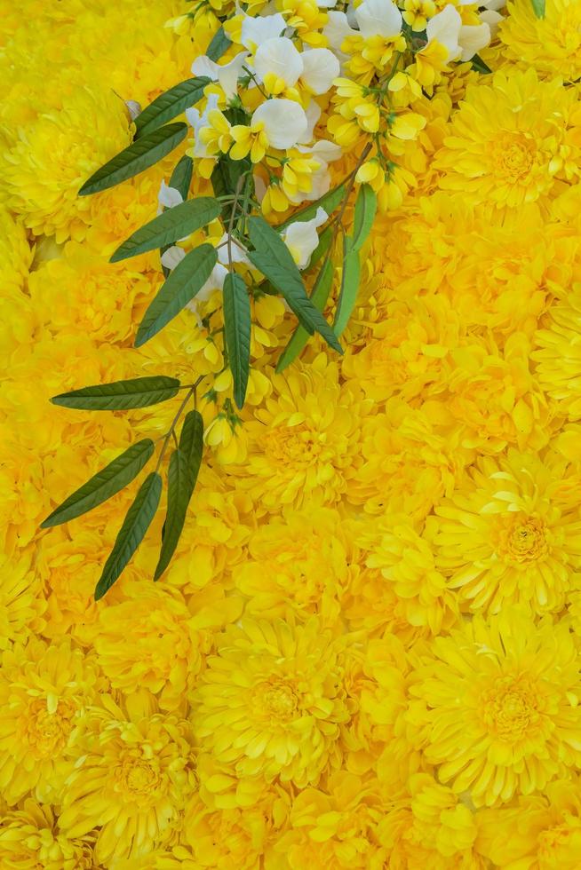 Beautiful yellow Gerbera daisy.Texture background photo