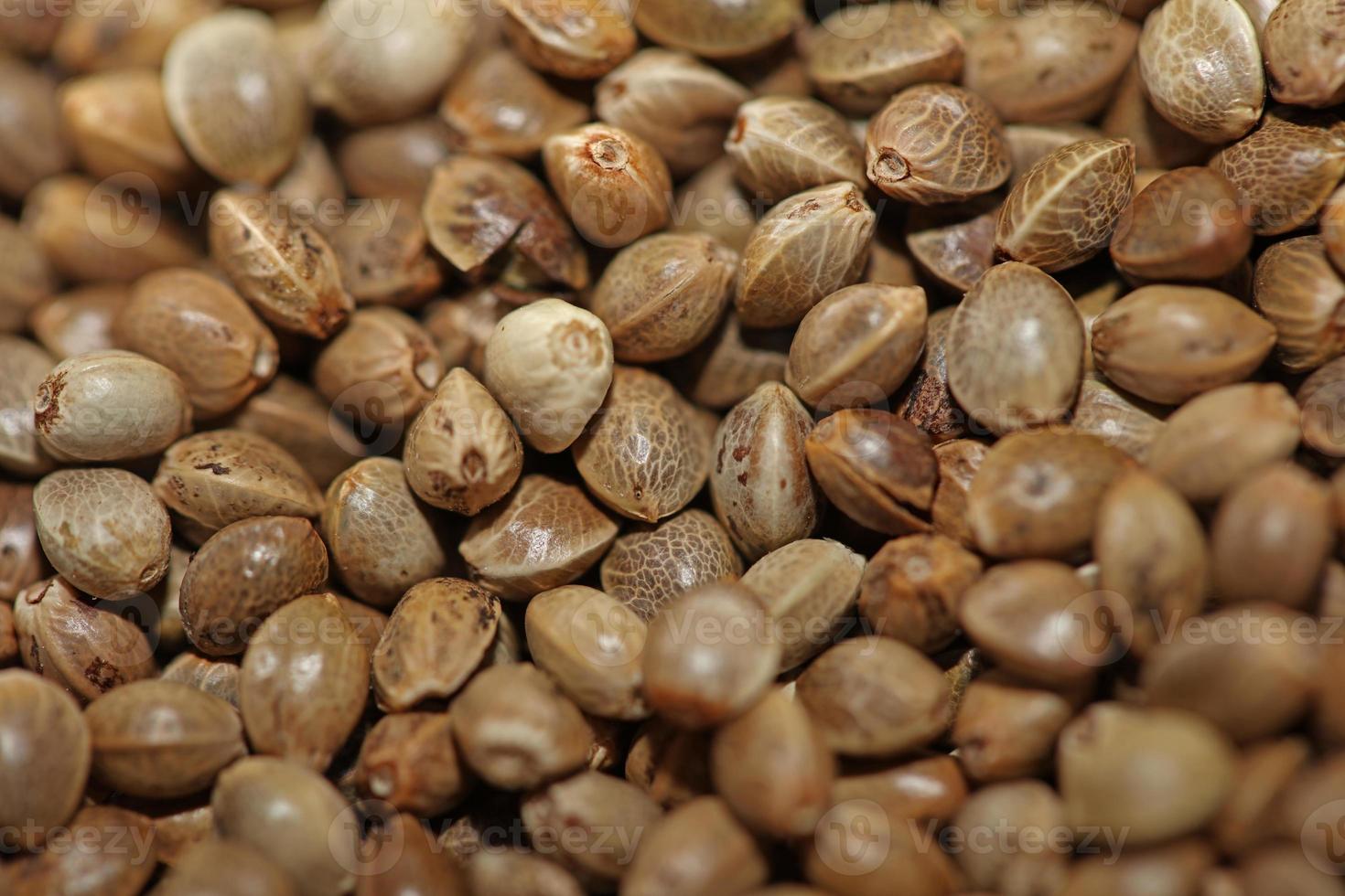 canabis semillas cerca arriba moderno antecedentes alto calidad botánico de fumar hierba impresión natural cáñamo siembra canabis konsum legalizar campaña legal cocina foto