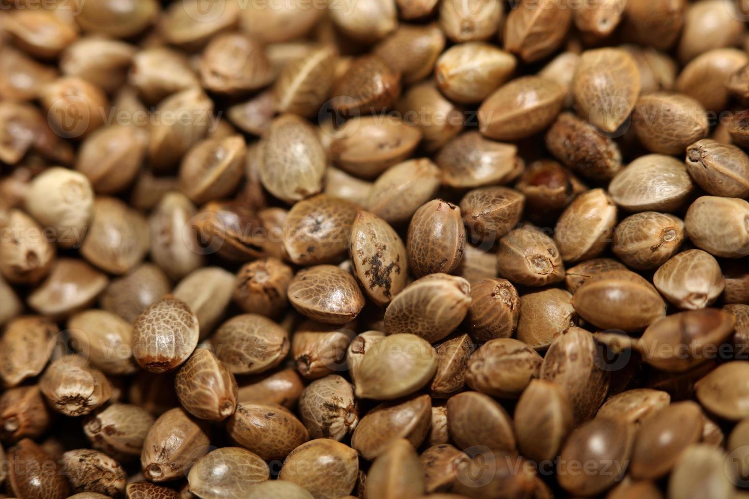 canabis semillas cerca arriba moderno antecedentes alto calidad botánico de fumar hierba impresión natural cáñamo siembra canabis konsum legalizar campaña legal cocina foto