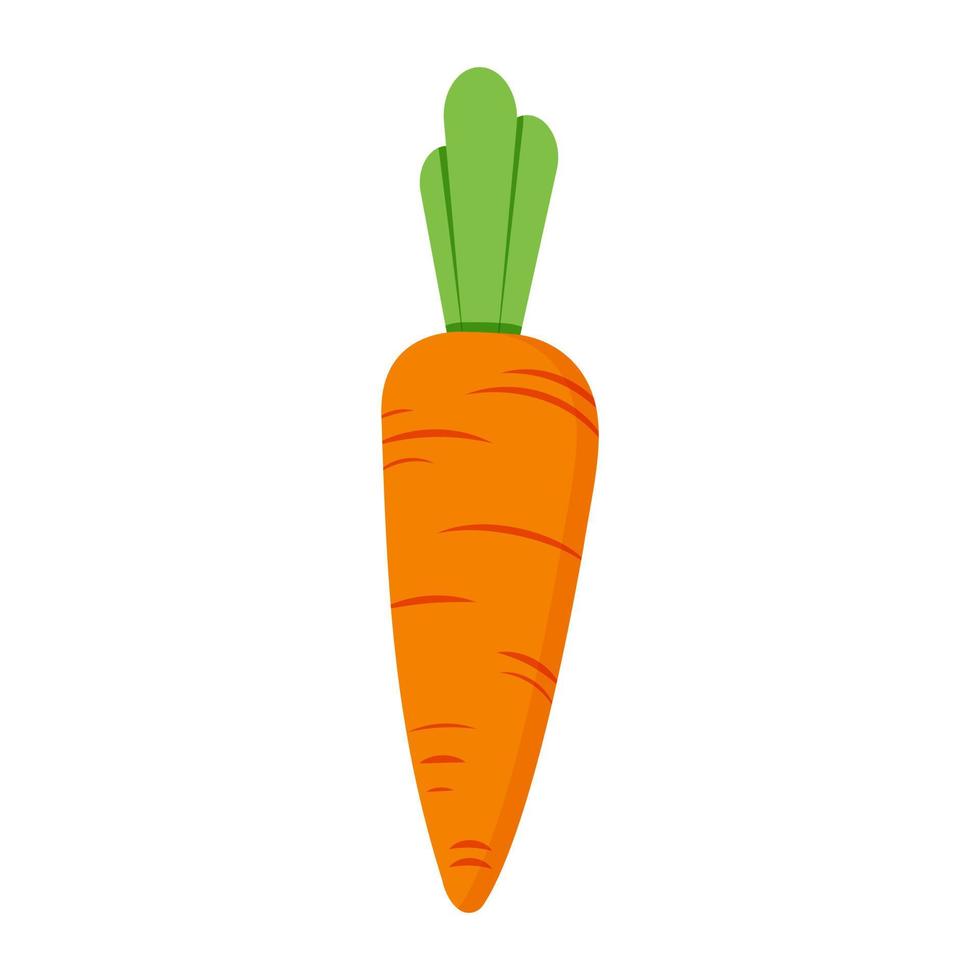Carrot illustration isolated on white background vector