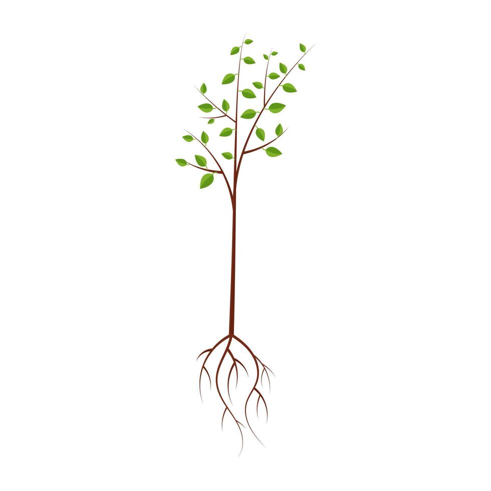 Tree with roots, vector illustration