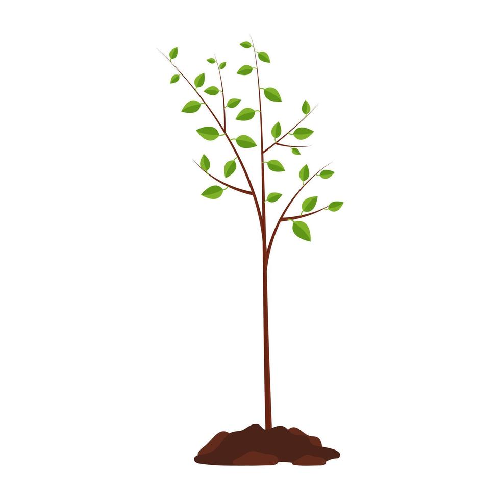 Planted tree, vector illustration