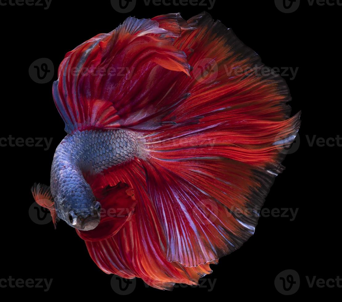 Close up of blue red Betta fish. Beautiful Siamese fighting fish, Betta splendens isolated on black background, Studio shot. photo