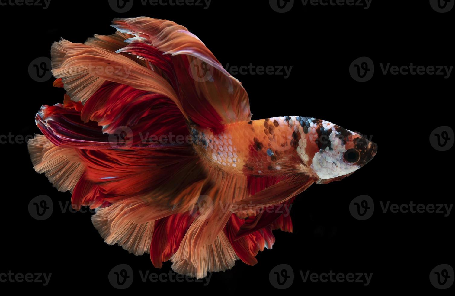 hermosa Betta naranja rojo hermosamente revoloteando aletas profundo profundo ojos, y impredecible en negro antecedentes. foto