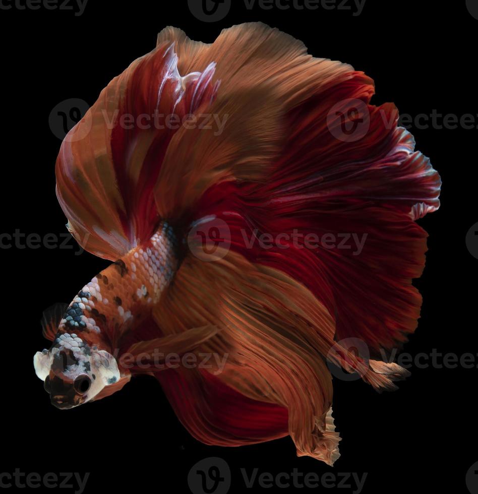 Beautiful reddish-orange body and tail of a betta fish The face is stern pulling power displaying bravado and showing no fear of anyone on black background. photo