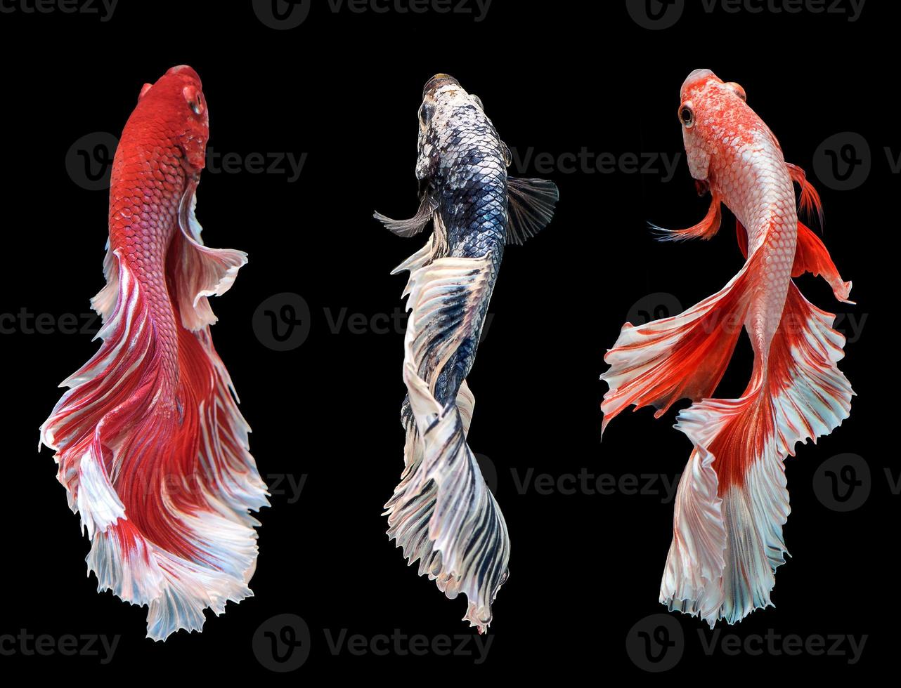 Three Siamese fighting fishes dancing, Set of half moon long tail, Betta fighting fire motion,  Betta splendens Pla-kad, Thai national animals,  isolated on black background photo