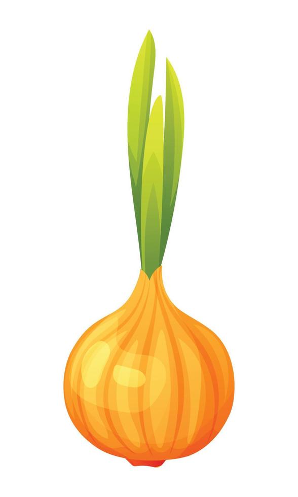 Onion vector illustration. Fresh vegetable isolated on white background