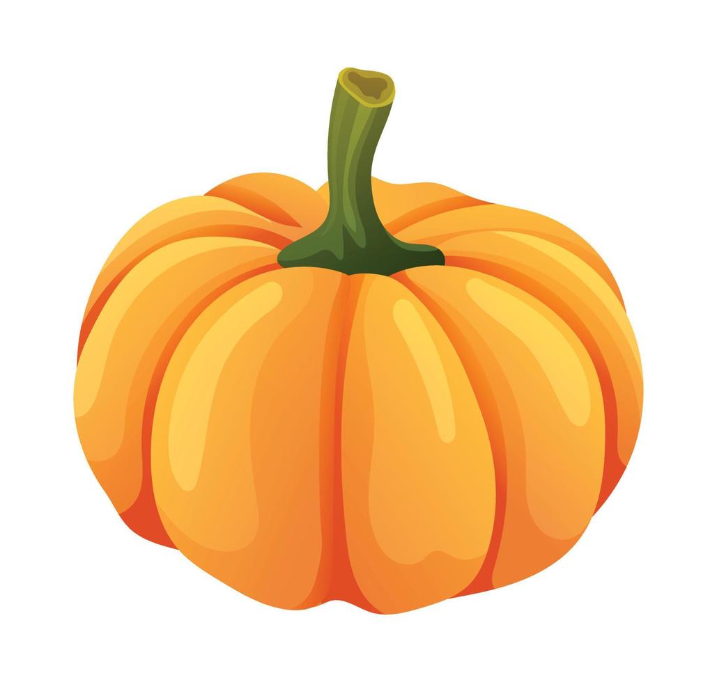 Pumpkin vector illustration. Fresh vegetable isolated on white background