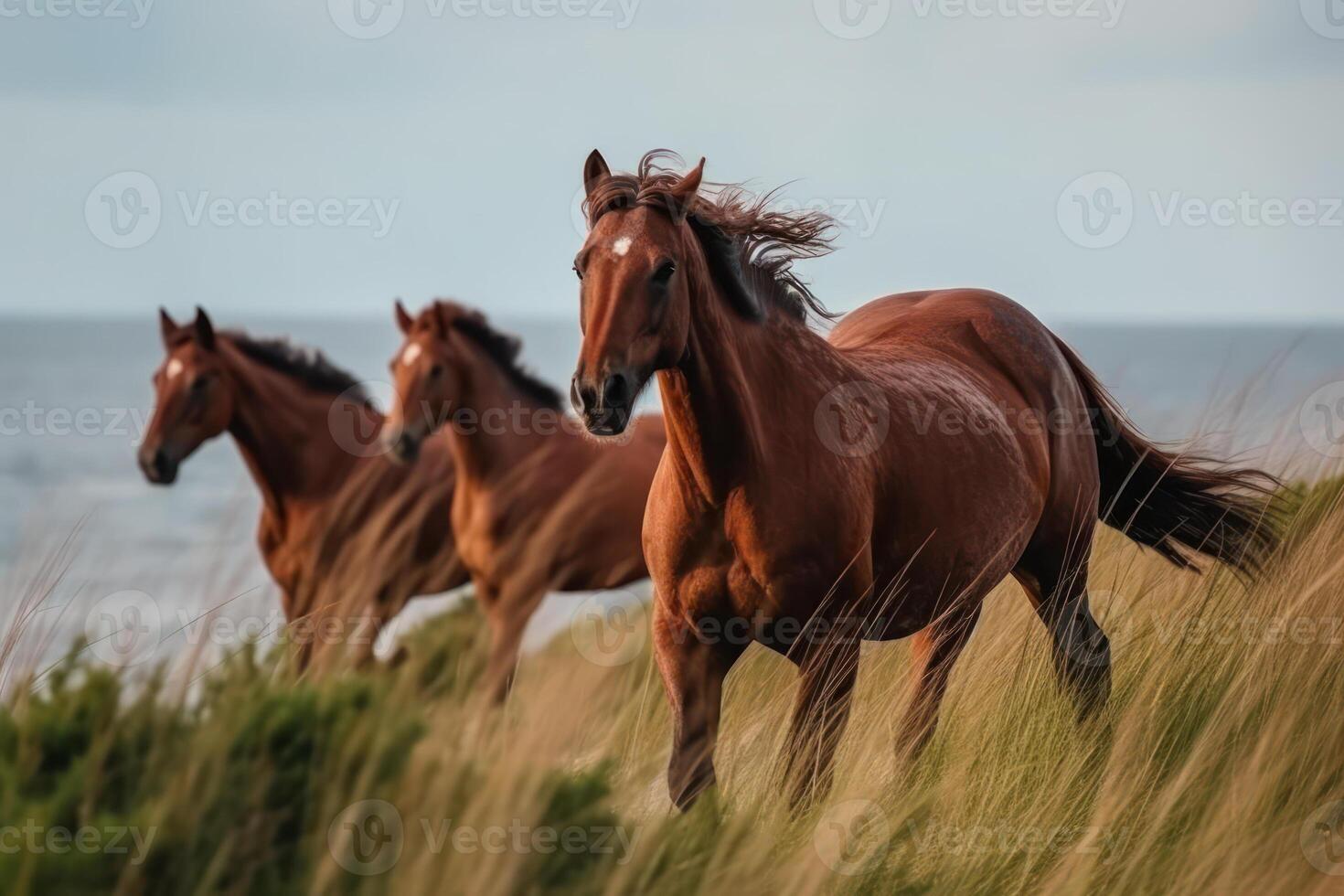 family of wild meadow horses photo