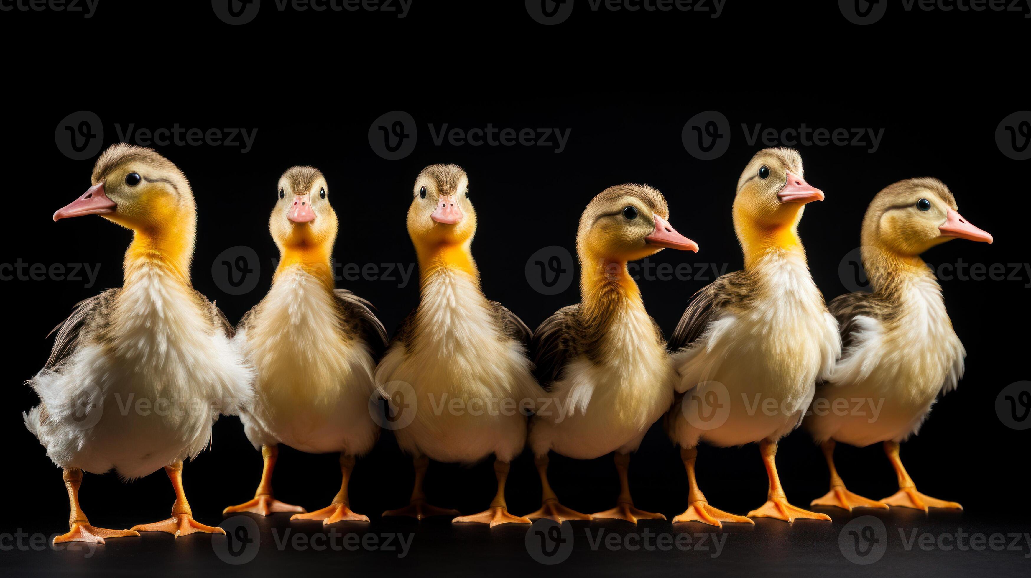 group funny ducks lined up in a row 23055960 Stock Photo at Vecteezy